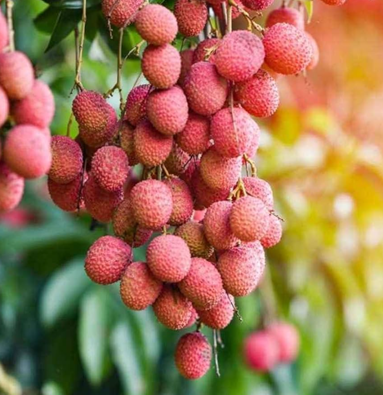 ২০০ টি লিচু