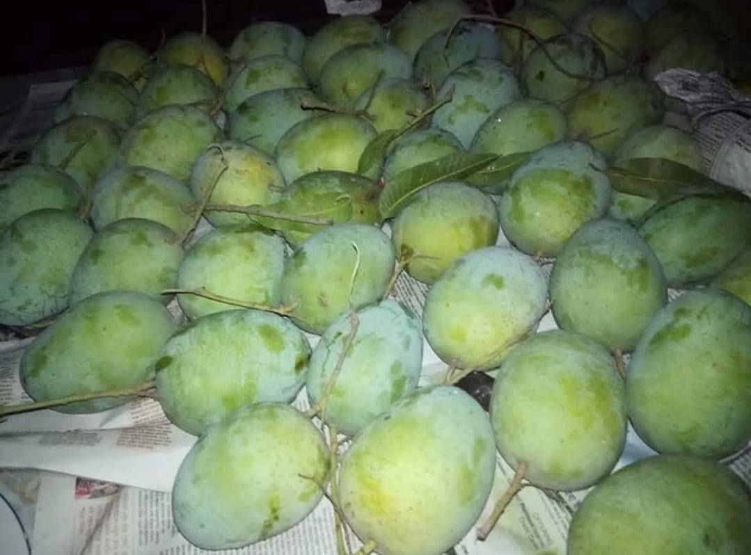 বারি আম ১ কেজি